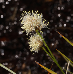 Calliscirpus criniger