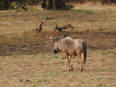 Connochaetes taurinus cooksoni