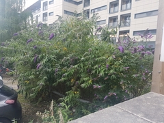 Buddleja davidii
