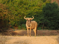 Connochaetes taurinus cooksoni