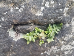 Asplenium adiantum-nigrum