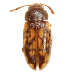 Mycetophagus pluripunctatus