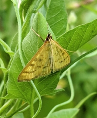 Mecyna flavalis
