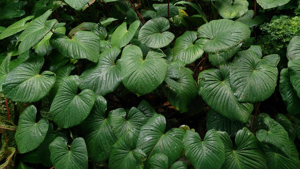 Homalomena pendula (Homalomena pendula)