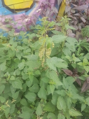 Urtica dioica