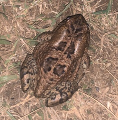 Sclerophrys gutturalis