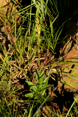Cyphia oblongifolia