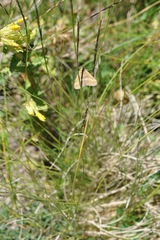 Pyrausta aerealis