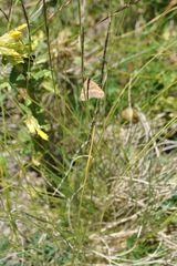 Pyrausta aerealis