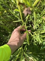 Coreopsis