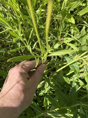 Coreopsis