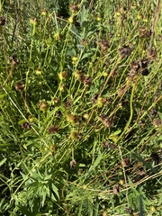 Coreopsis