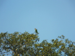 Poicephalus cryptoxanthus cryptoxanthus