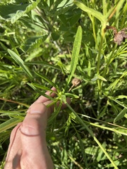 Coreopsis