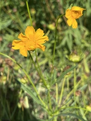 Coreopsis