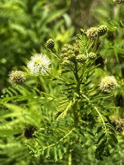 Desmanthus illinoensis