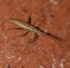 Stenodema trispinosum