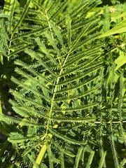 Desmanthus illinoensis
