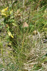 Pyrausta aerealis