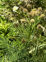 Desmanthus illinoensis