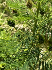 Desmanthus illinoensis