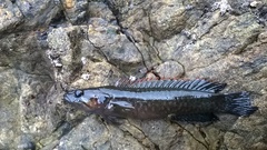 Acanthoclinus fuscus