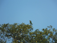 Poicephalus cryptoxanthus cryptoxanthus