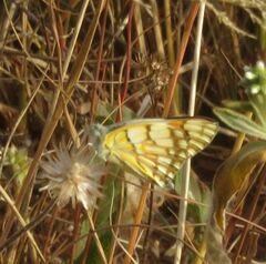 Colotis celimene amina