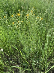 Jacobaea ferganensis