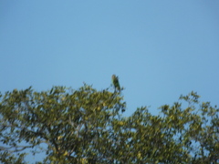 Poicephalus cryptoxanthus cryptoxanthus