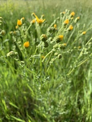 Jacobaea ferganensis