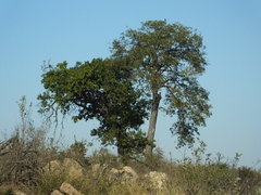 Poicephalus cryptoxanthus cryptoxanthus