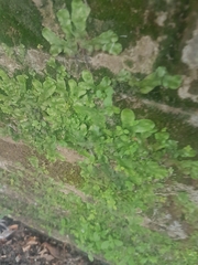 Conocephalum conicum