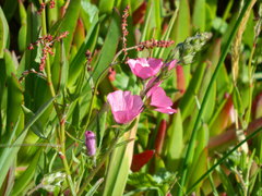 Sidalcea malviflora