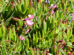 Sidalcea malviflora
