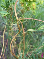 Cuscuta monogyna