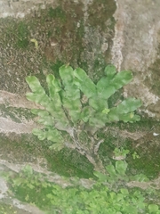 Conocephalum conicum