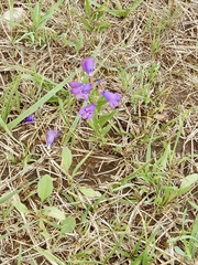 Penstemon neomexicanus