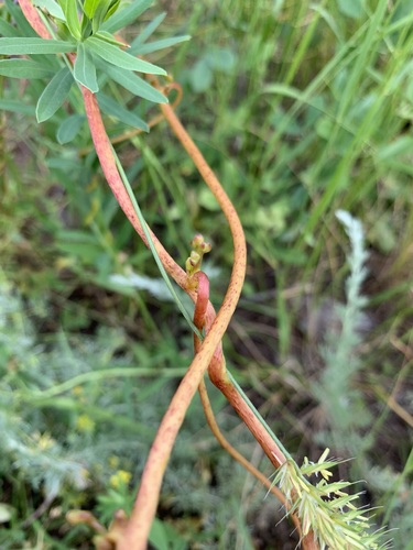 Image of Cuscuta monogyna by (c) Valerii Glazunov, some rights reserved (CC BY)