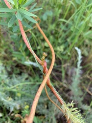 Cuscuta monogyna
