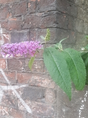 Buddleja davidii
