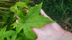 Liquidambar orientalis