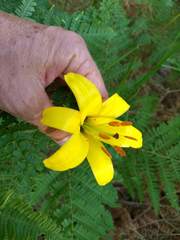 Lilium parryi