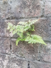 Asplenium adiantum-nigrum