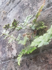 Asplenium adiantum-nigrum