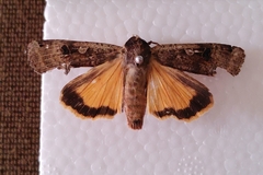 Noctua pronuba