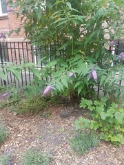 Buddleja davidii