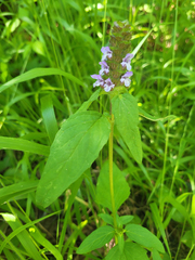 Prunella × intermedia