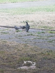 Columba livia domestica
