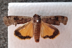 Noctua pronuba